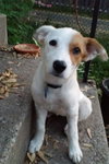 Riley Puppy