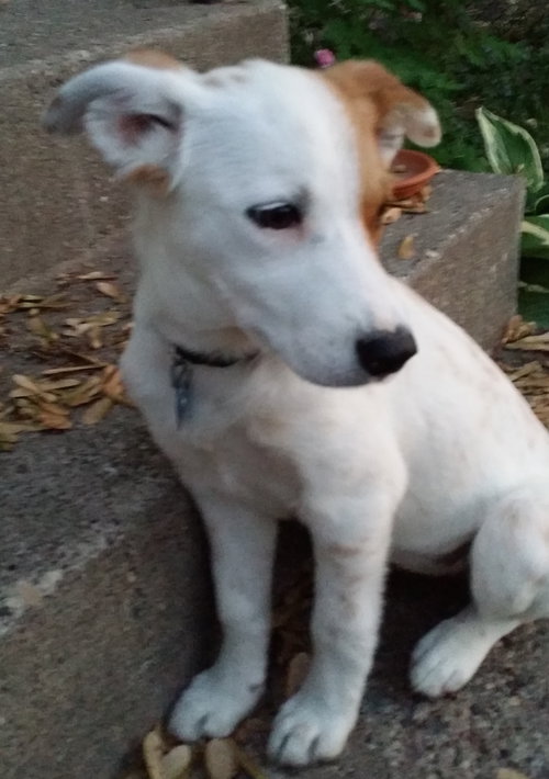 Riley Puppy