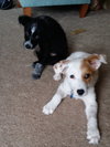Riley Puppy