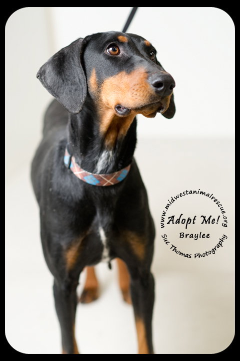 Braylee-Urgent Foster Needed