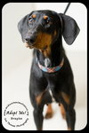 Braylee-Urgent Foster Needed