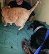 Braylee-Urgent Foster Needed