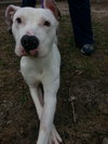 Doogie-Foster Needed