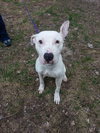 Doogie-Foster Needed