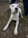 Doogie-Foster Needed