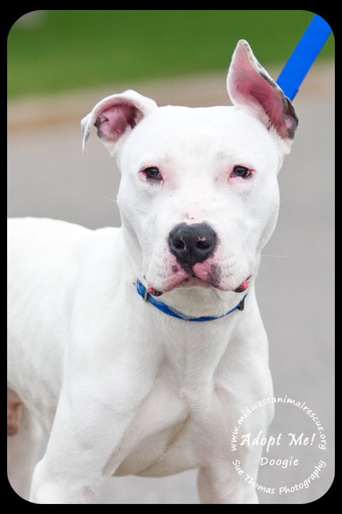 Doogie-Foster Needed