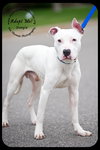 Doogie-Foster Needed