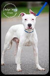 Doogie-Foster Needed