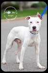 Doogie-Foster Needed
