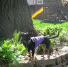 Josie