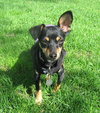 Josie