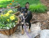 Josie