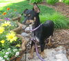Josie