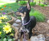Josie