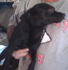 Scrappy
