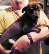 Bertie