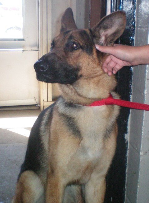 Bruno