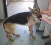 Bruno