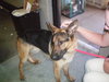Bruno