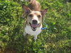 Pedro - URGENT! Foster Needed!