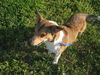 Pedro - URGENT! Foster Needed!