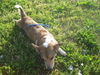 Pedro - URGENT! Foster Needed!