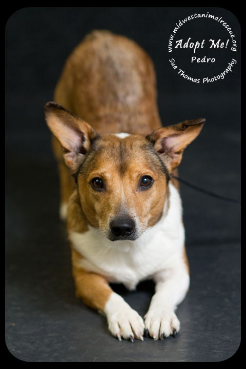 Pedro - URGENT! Foster Needed!