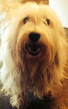 Lola