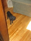 Cinder