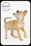 Liv -Puppy