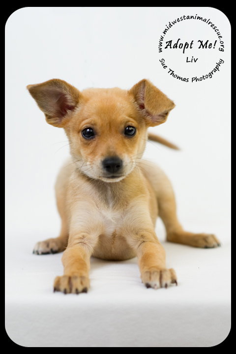 Liv -Puppy