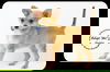 Maddie -Puppy