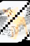 Maddie -Puppy
