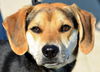 Baxter