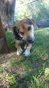 Baxter