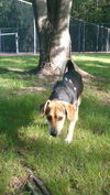 Baxter