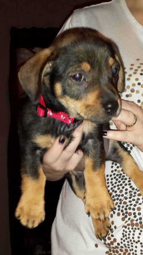 Bonnie Pup
