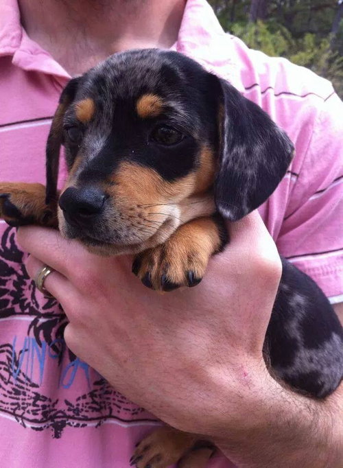 Clyde Pup