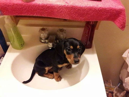Mia Puppy