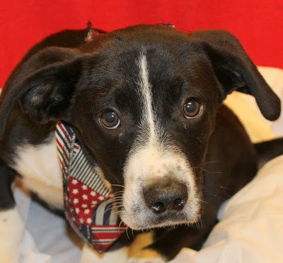 Dylan -Puppy