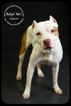 Capone- Foster Needed