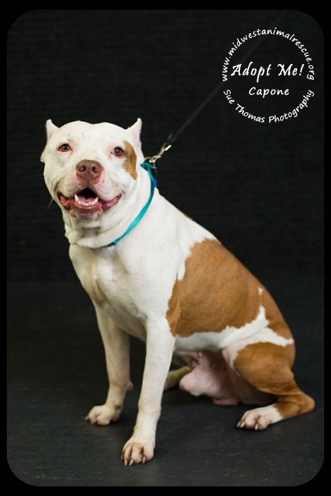 Capone- Foster Needed