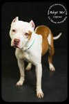 Capone- Foster Needed