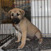 Sterling - URGENT Foster Needed