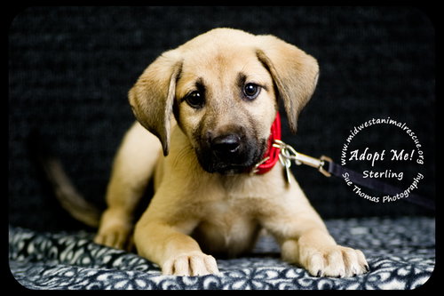 Sterling - URGENT Foster Needed