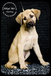 Sterling - URGENT Foster Needed