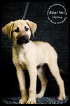 Sterling - URGENT Foster Needed