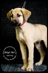 Sterling - URGENT Foster Needed