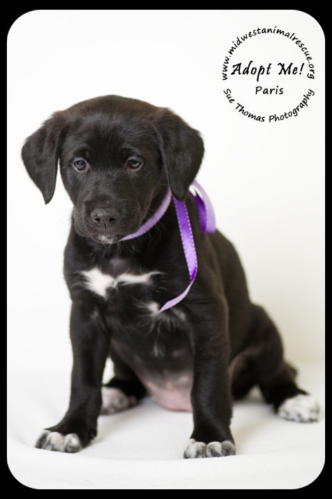Paris Puppy