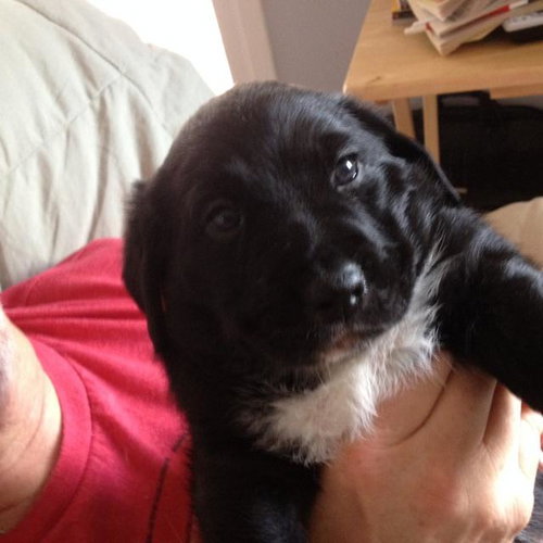 Kobie - URGENT! Foster Needed!
